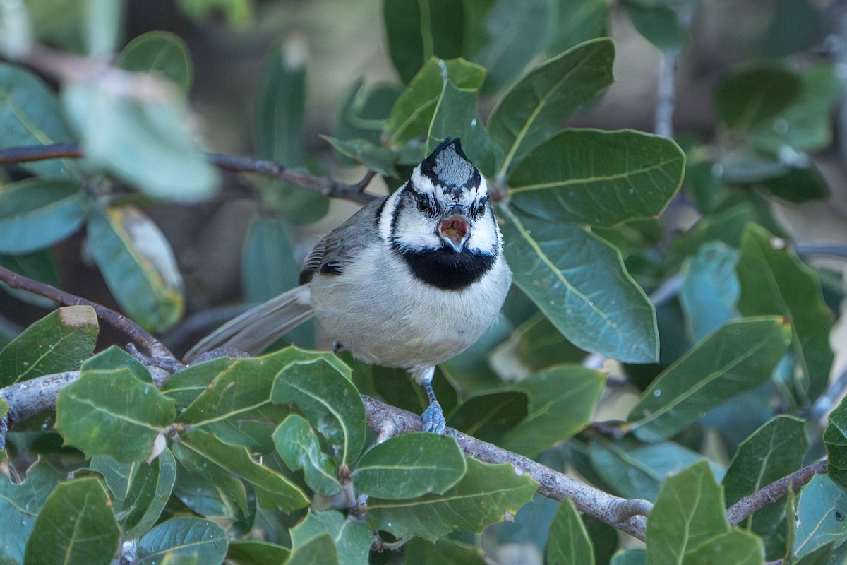 Mésange arlequin - ML644295950