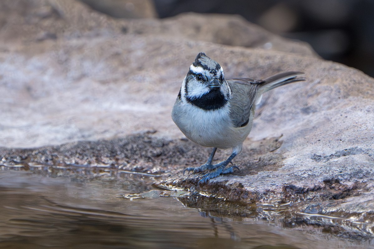 Mésange arlequin - ML644295951