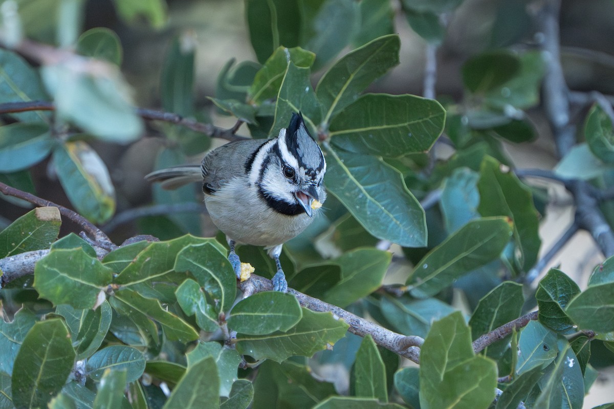 Mésange arlequin - ML644295952