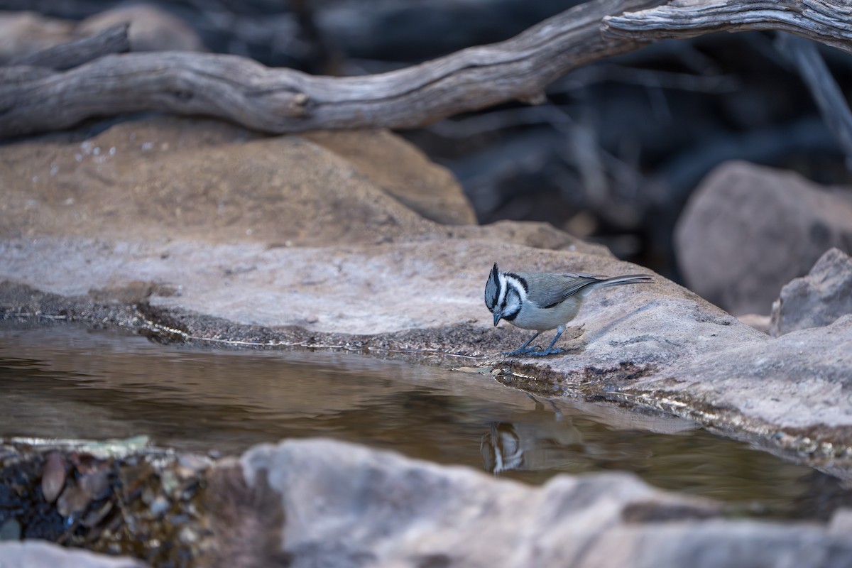 Mésange arlequin - ML644295953