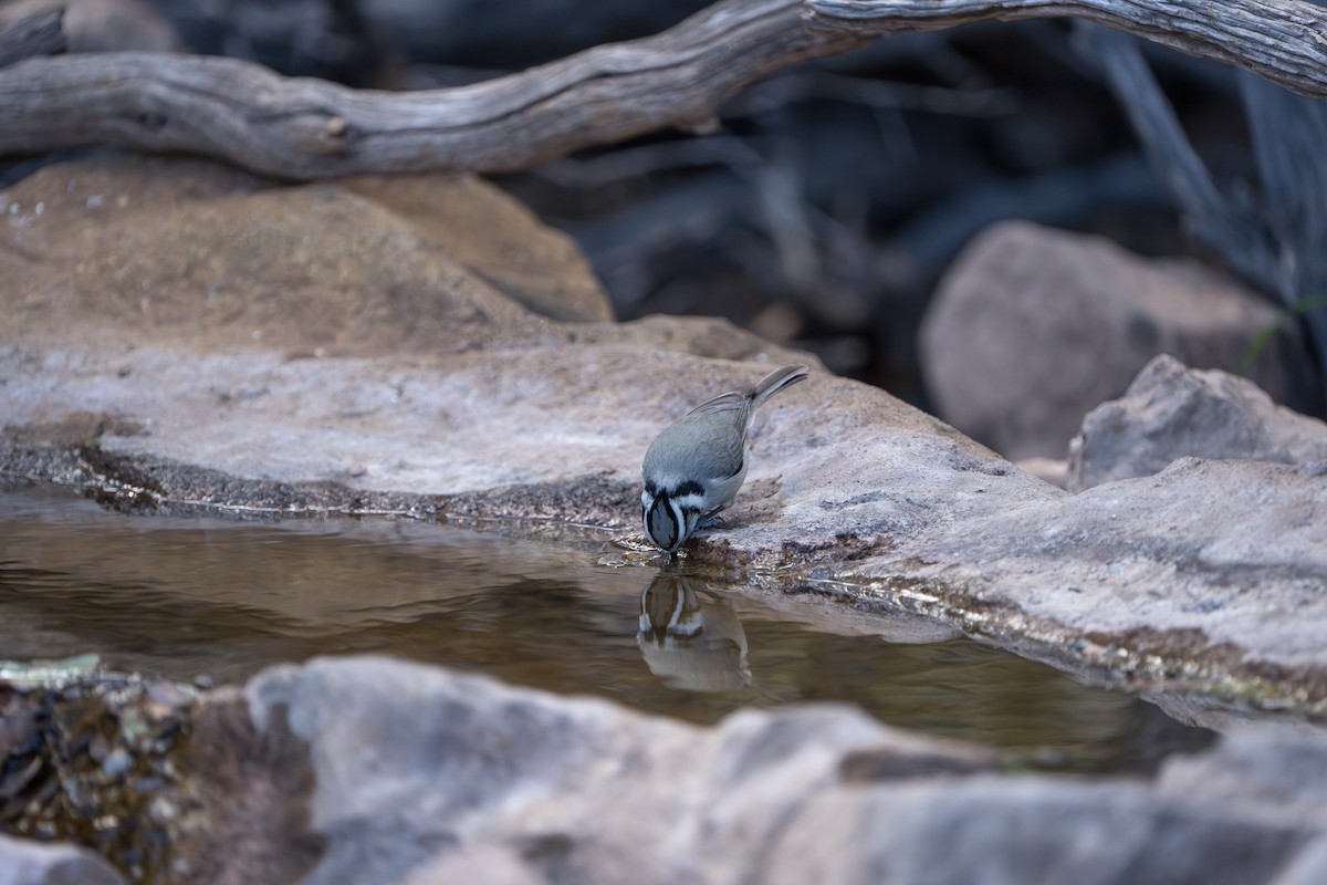 Mésange arlequin - ML644295954