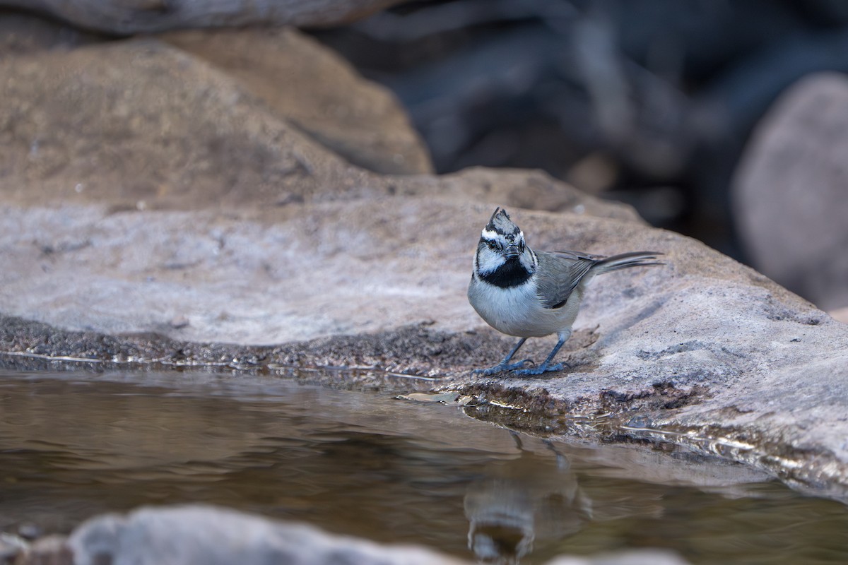 Mésange arlequin - ML644295955