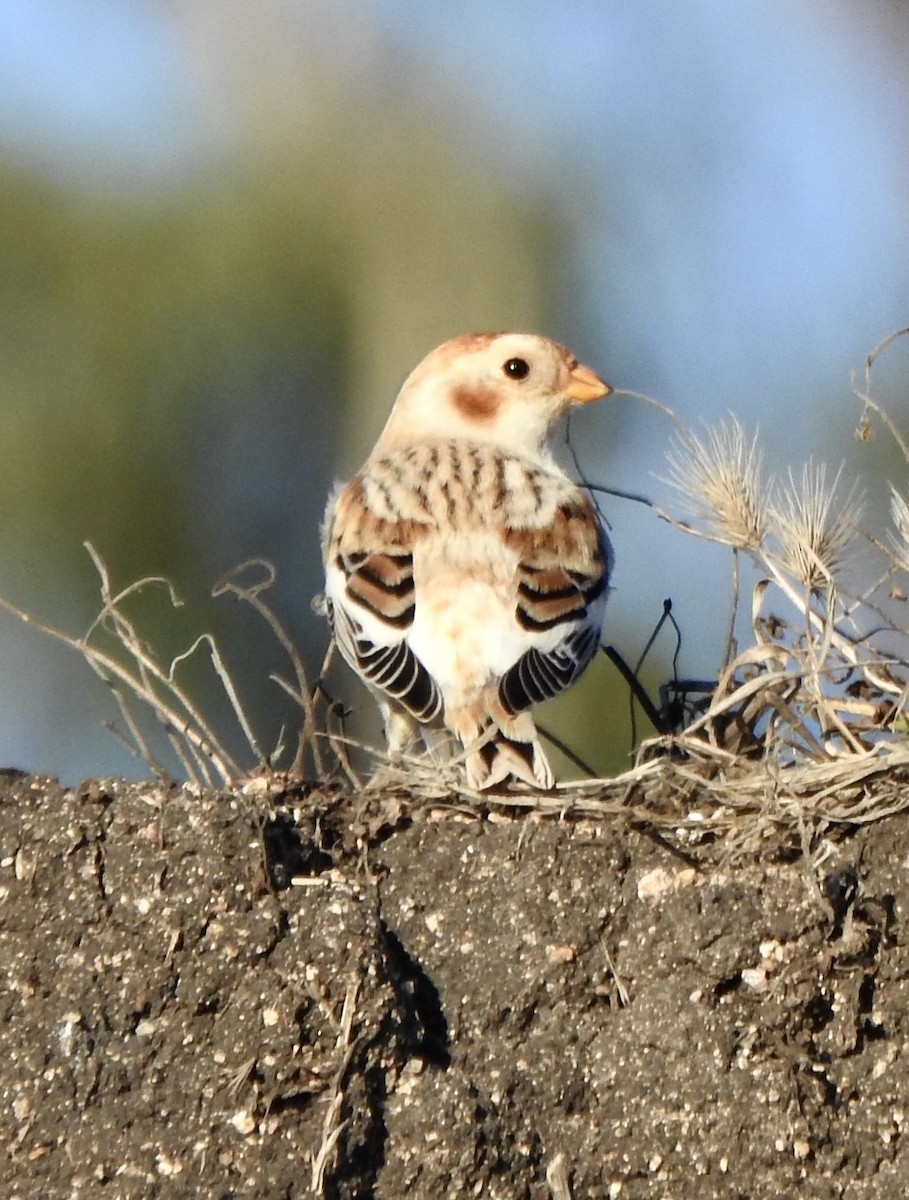 Snow Bunting - ML644295962