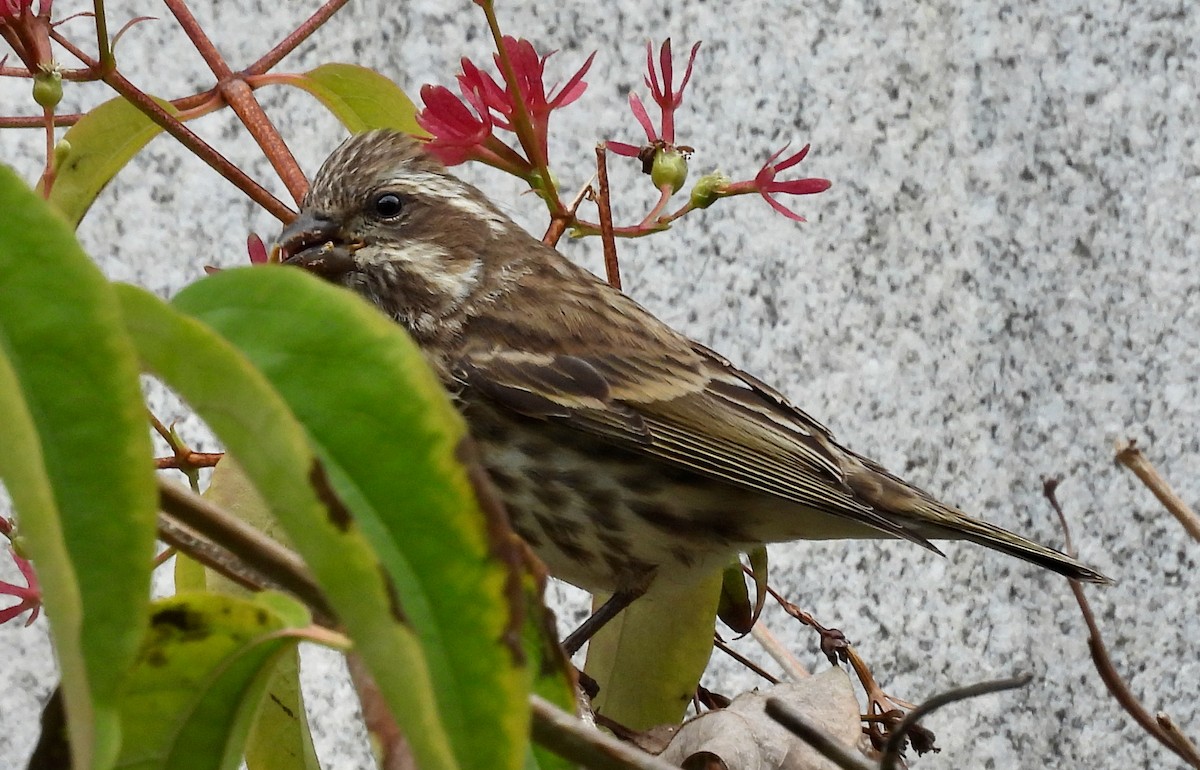 Purple Finch - ML644295974