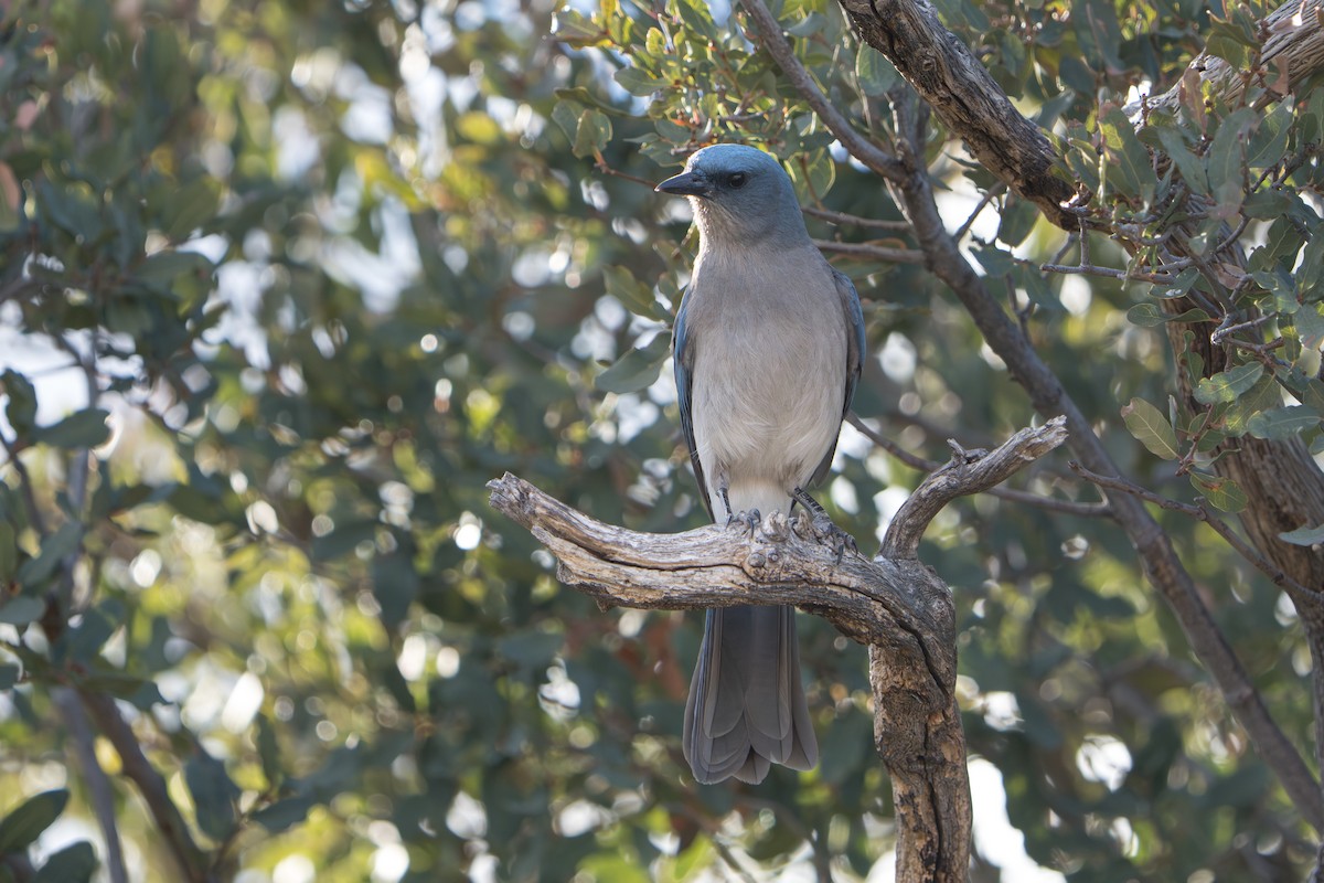 mexicoskrike (wollweberi gr.) - ML644295980