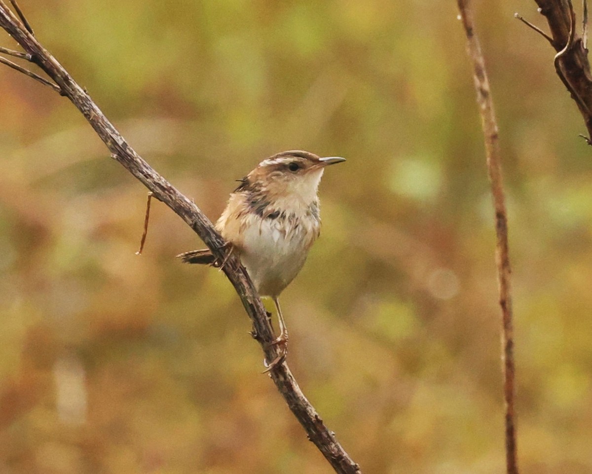 Cucarachero Pantanero - ML644295981