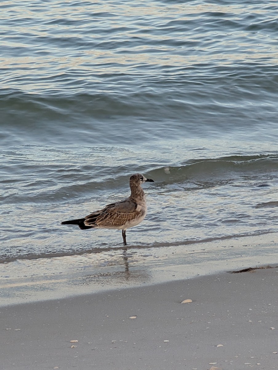 Antxeta mokogorri amerikarra - ML644295985