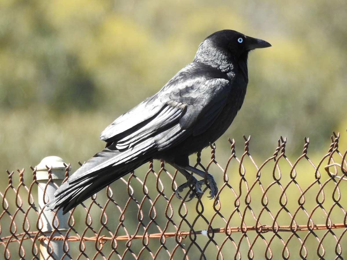 Южноавстралийский ворон - ML644295988