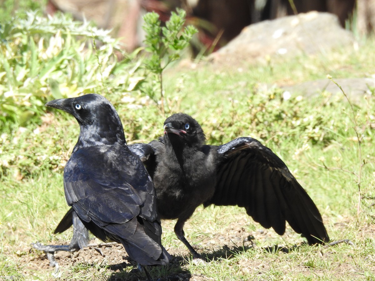 Южноавстралийский ворон - ML644295990