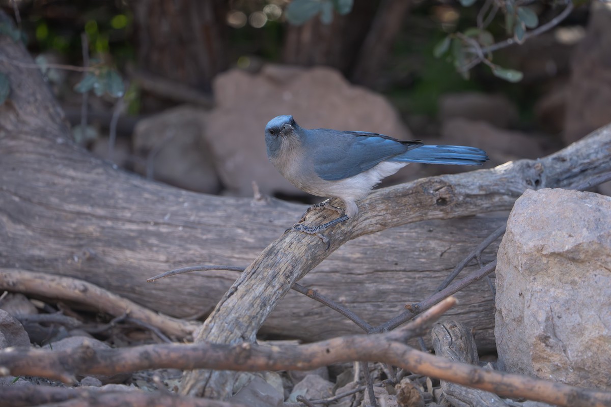 mexicoskrike (wollweberi gr.) - ML644295992