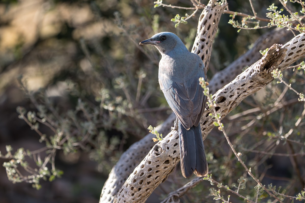 mexicoskrike (wollweberi gr.) - ML644295993