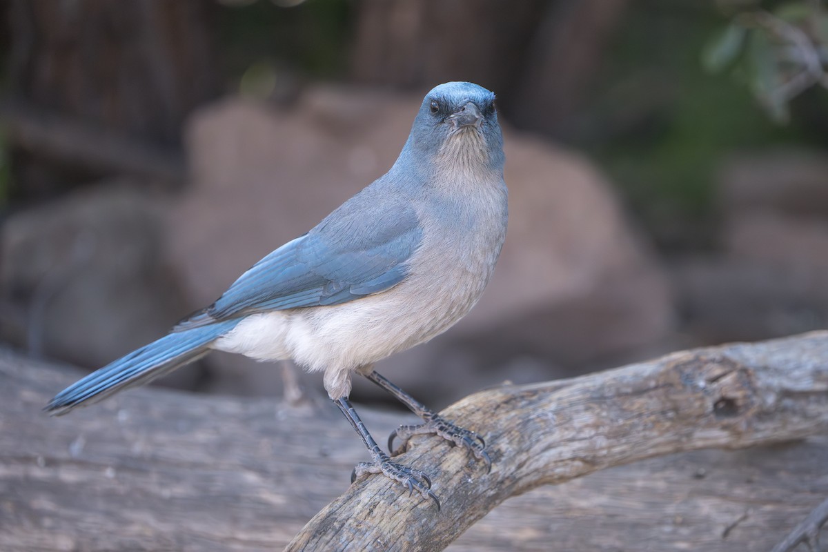 mexicoskrike (wollweberi gr.) - ML644295994