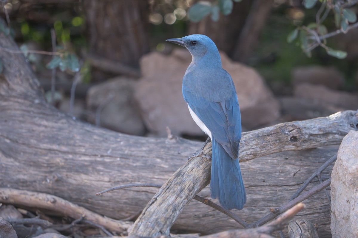 mexicoskrike (wollweberi gr.) - ML644295995