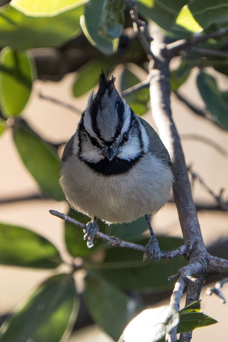 Mésange arlequin - ML644296003