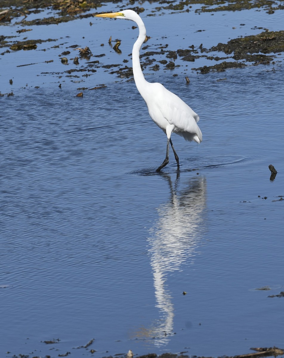 Koartza zuria - ML644296005