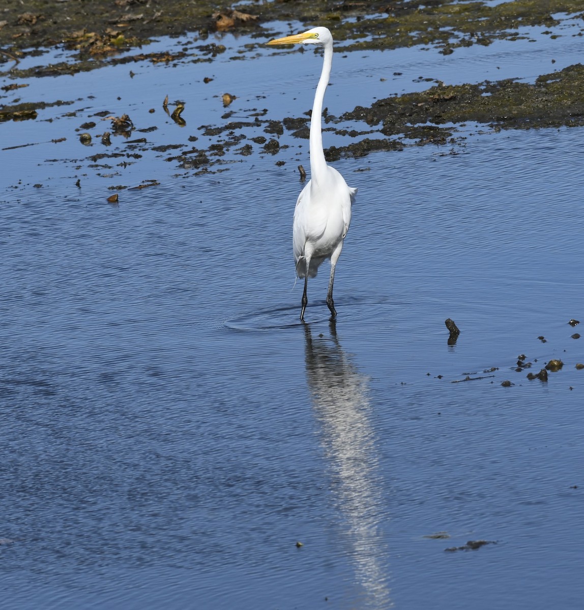 Koartza zuria - ML644296008