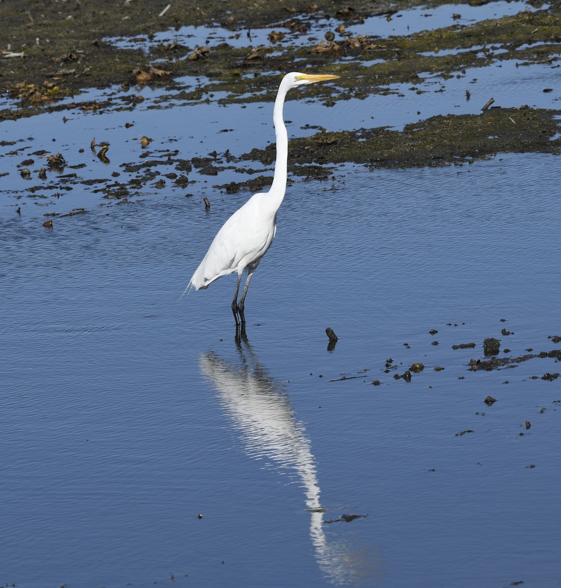 Koartza zuria - ML644296010