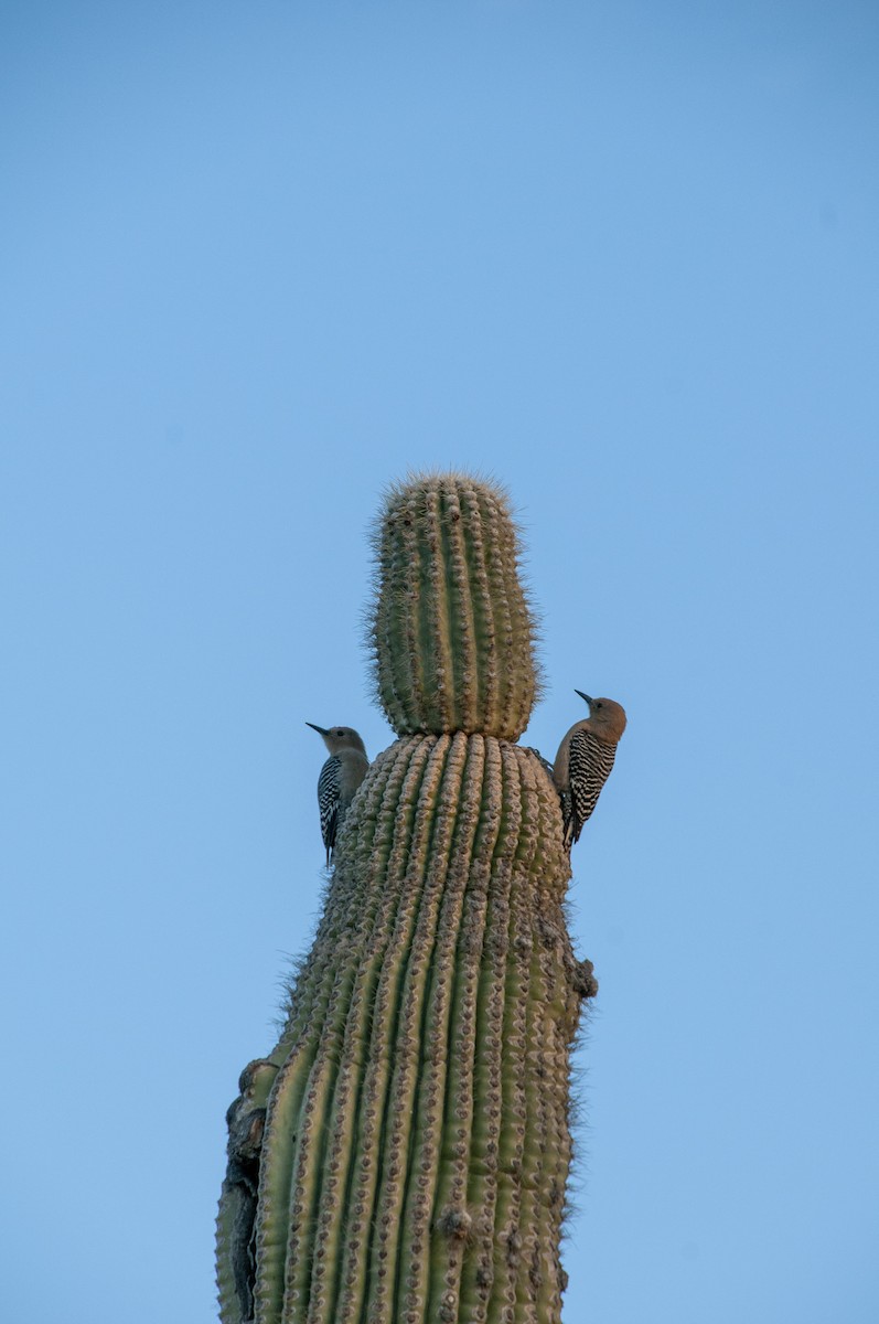 Pic des saguaros - ML644296015