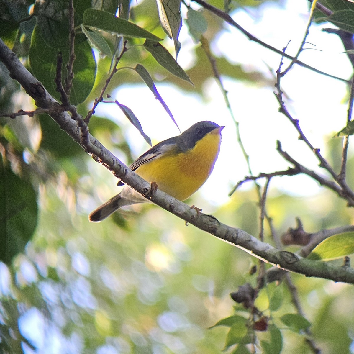 Tropical Parula - ML644296018