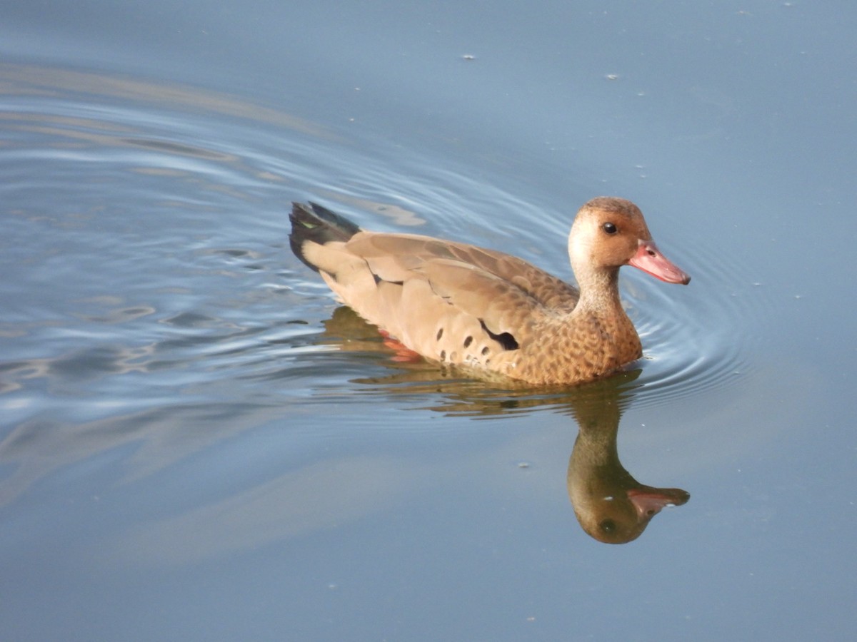 brasiland - ML644296019