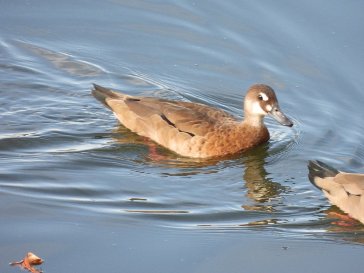 brasiland - ML644296020