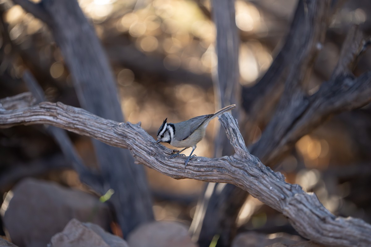 Mésange arlequin - ML644296021