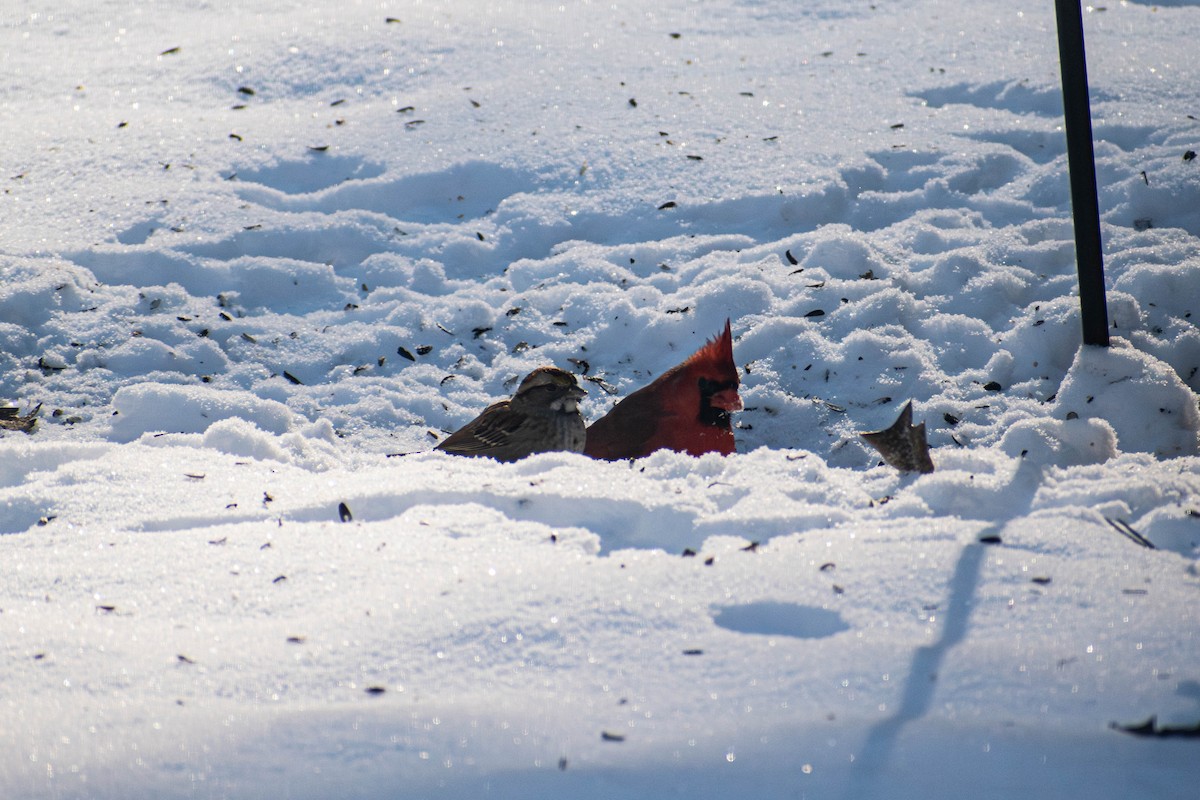 White-throated Sparrow - ML644296022