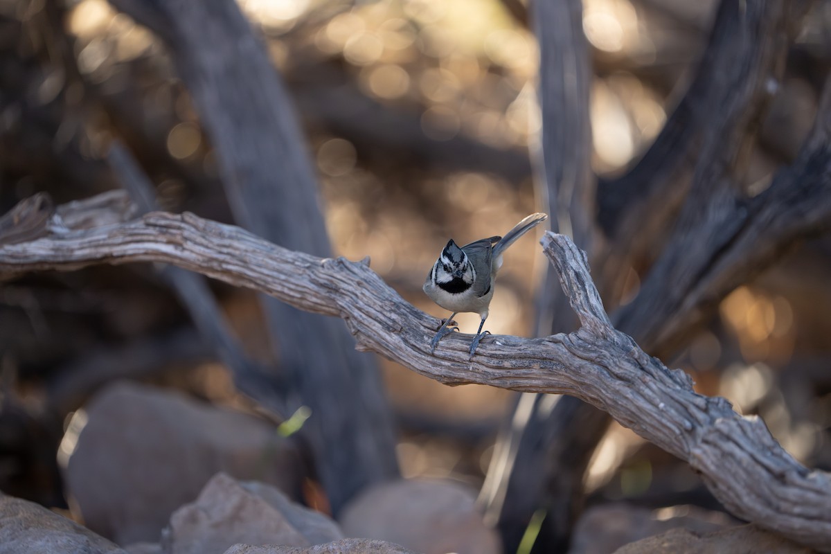 Mésange arlequin - ML644296027