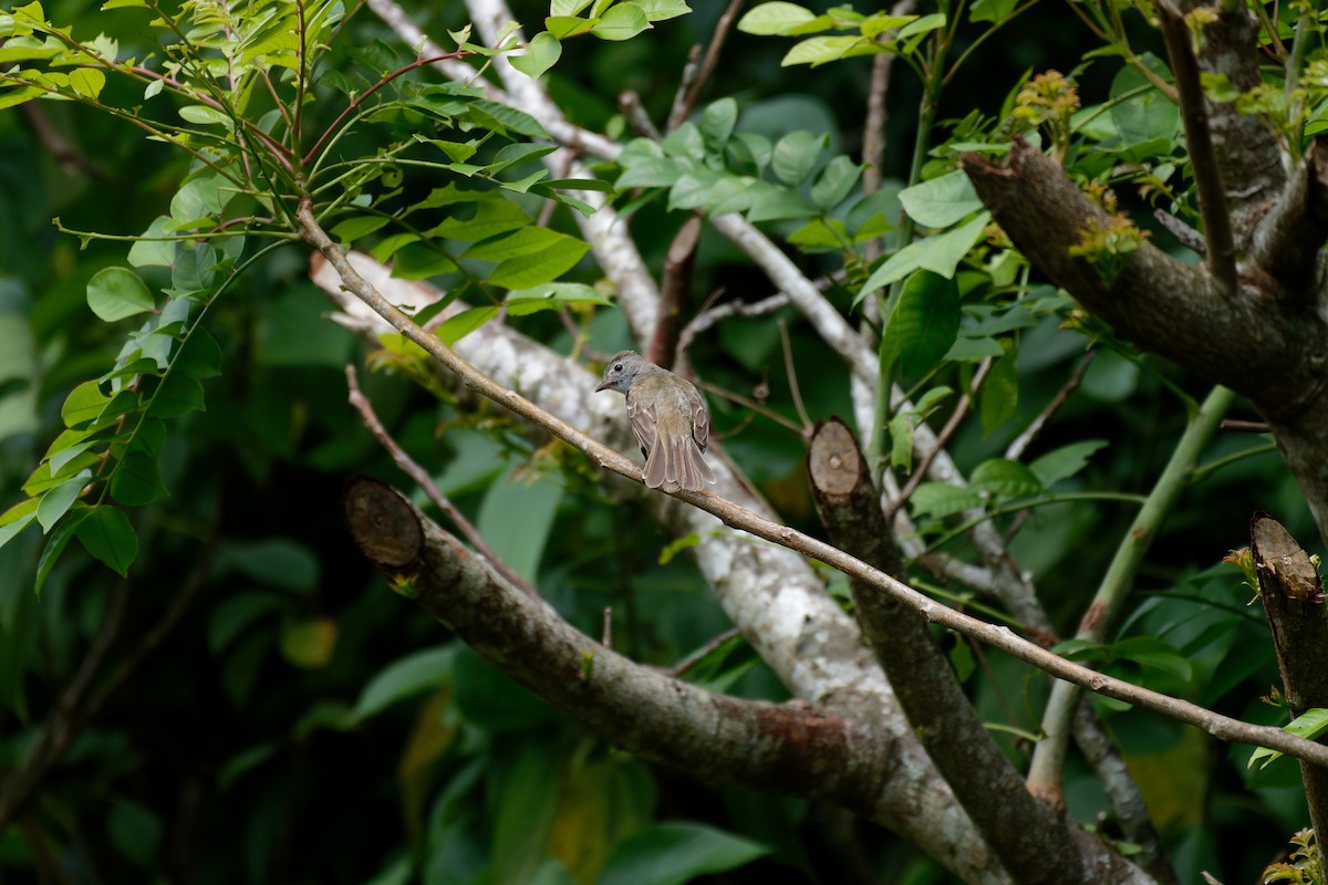 Yellow-bellied Elaenia - ML644296029