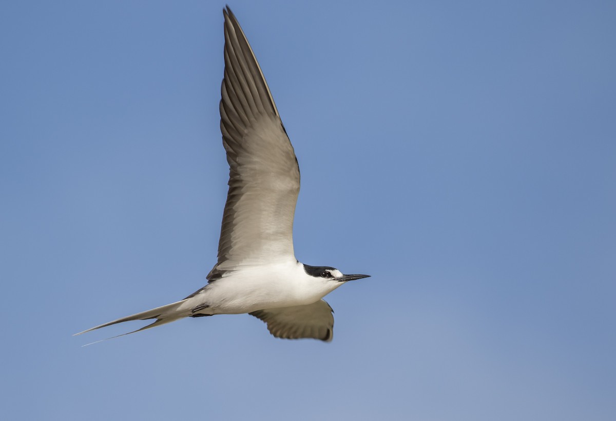 Sooty Tern - ML644296030