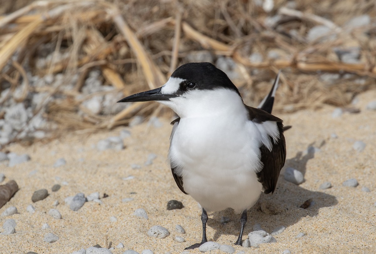 Sooty Tern - ML644296031