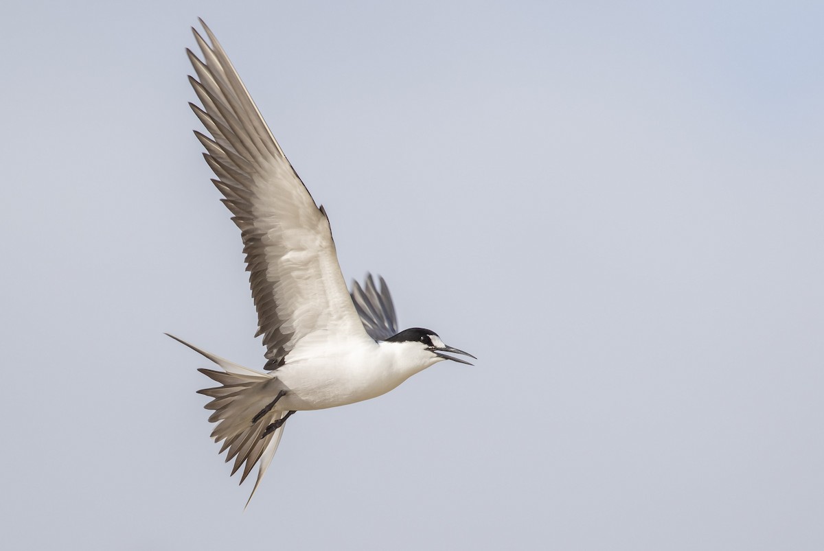 Sooty Tern - ML644296032