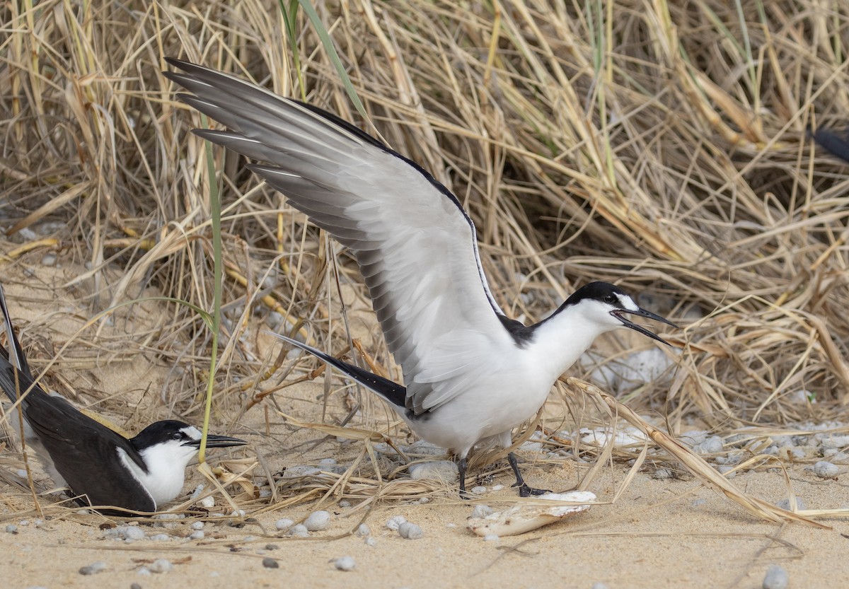 Sooty Tern - ML644296033