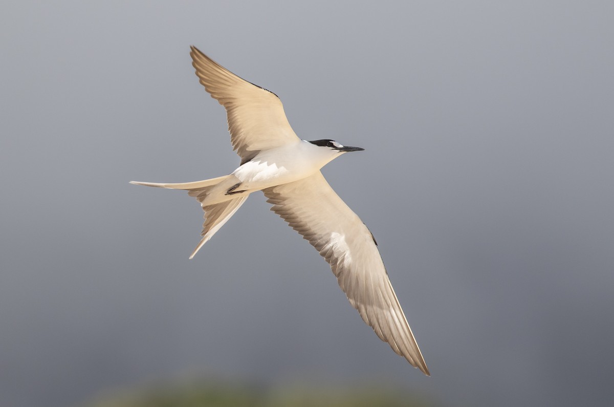 Sooty Tern - ML644296034