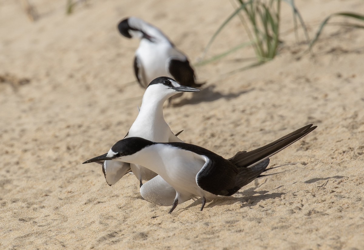 Sooty Tern - ML644296035