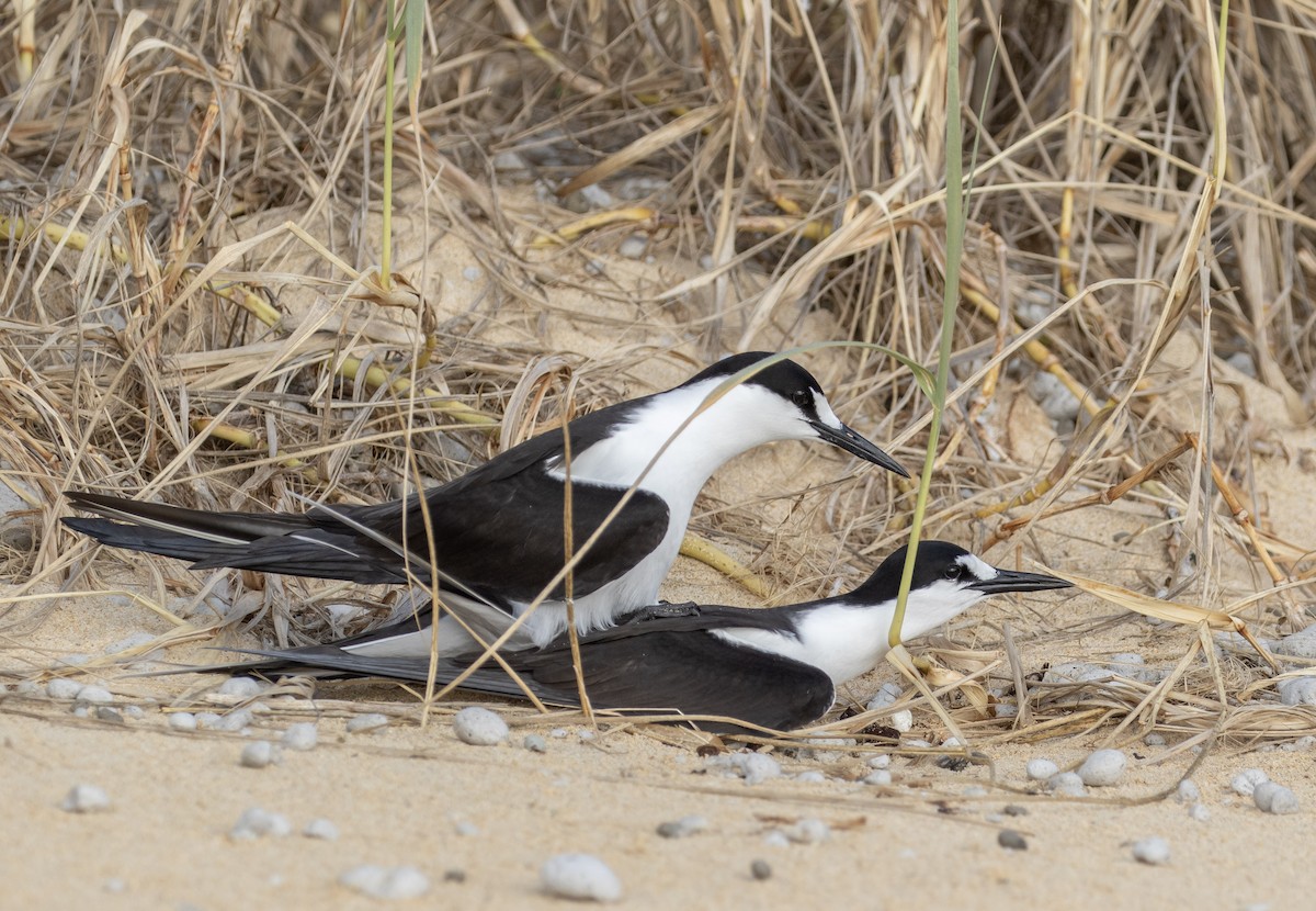 Sooty Tern - ML644296036
