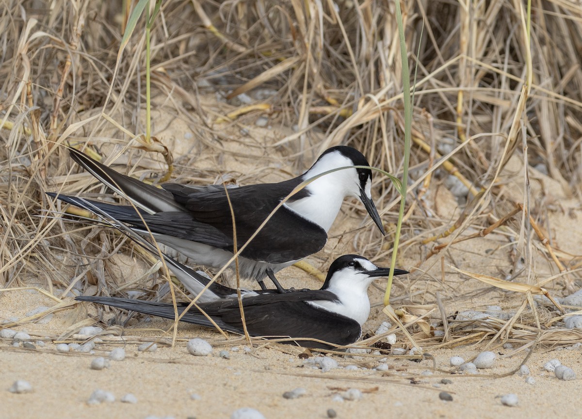 Sooty Tern - ML644296037