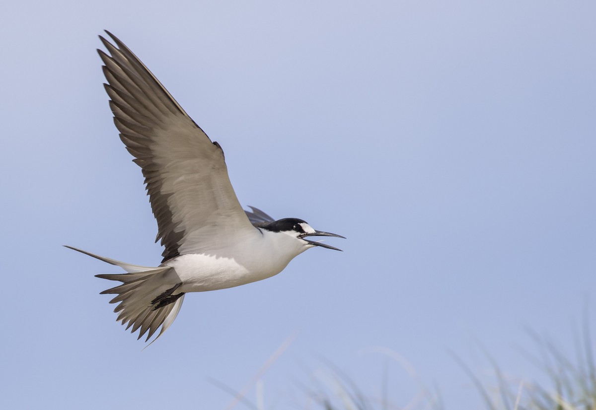 Sooty Tern - ML644296038