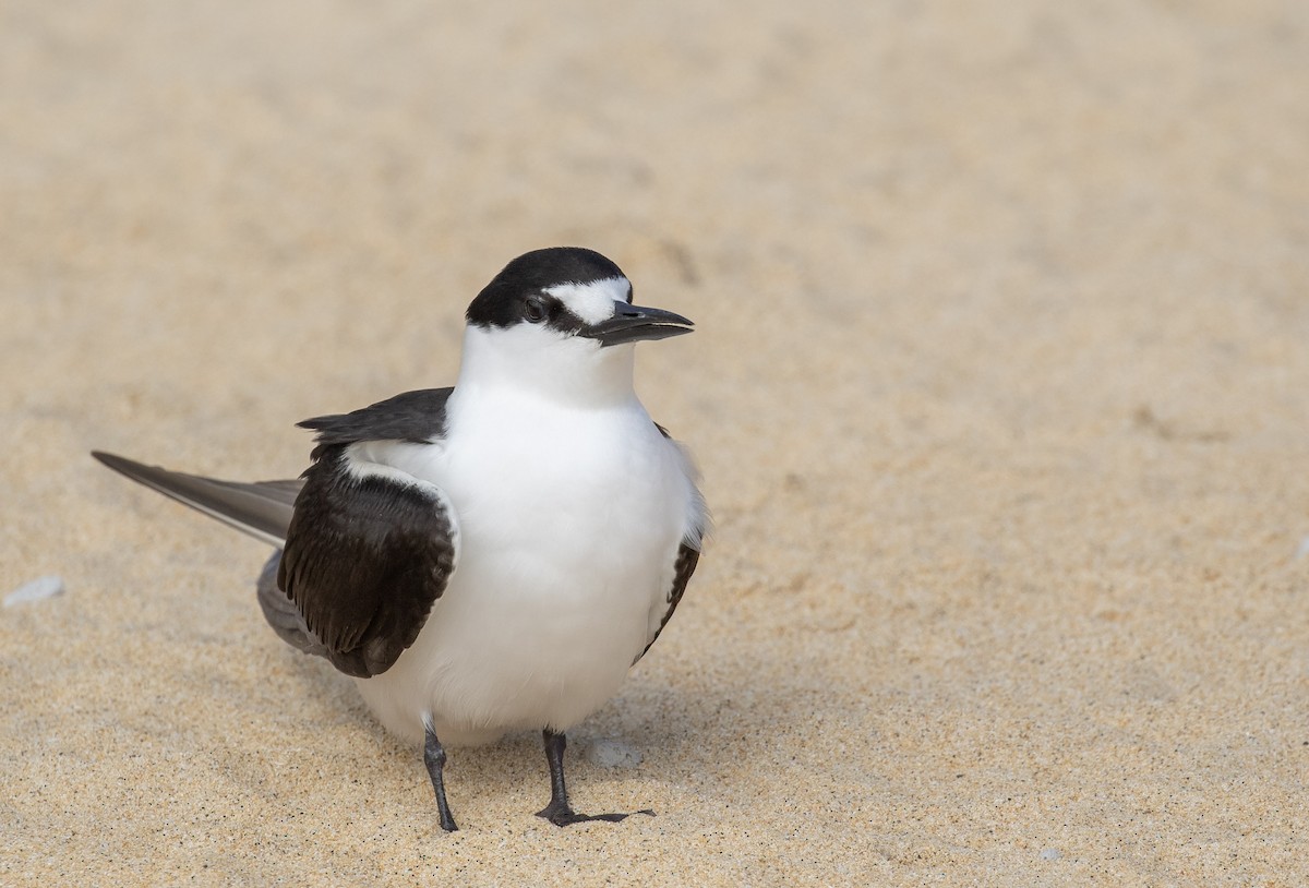 Sooty Tern - ML644296039