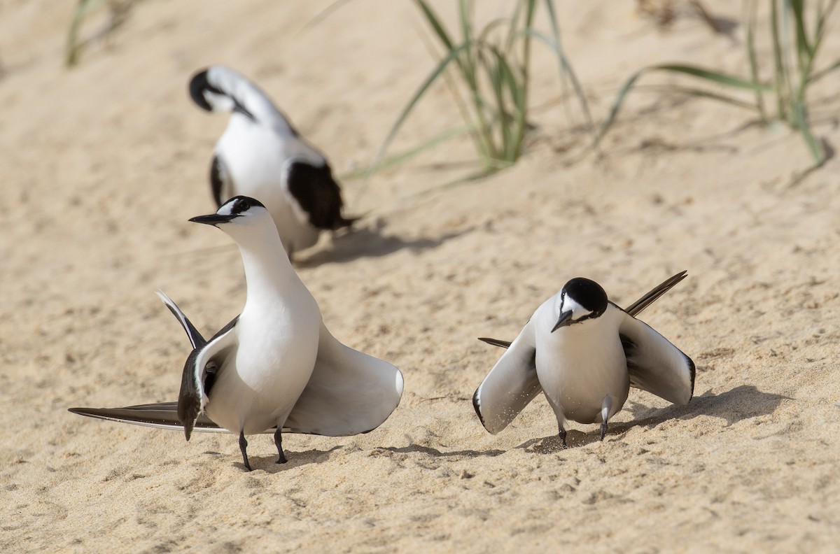 Sooty Tern - ML644296040