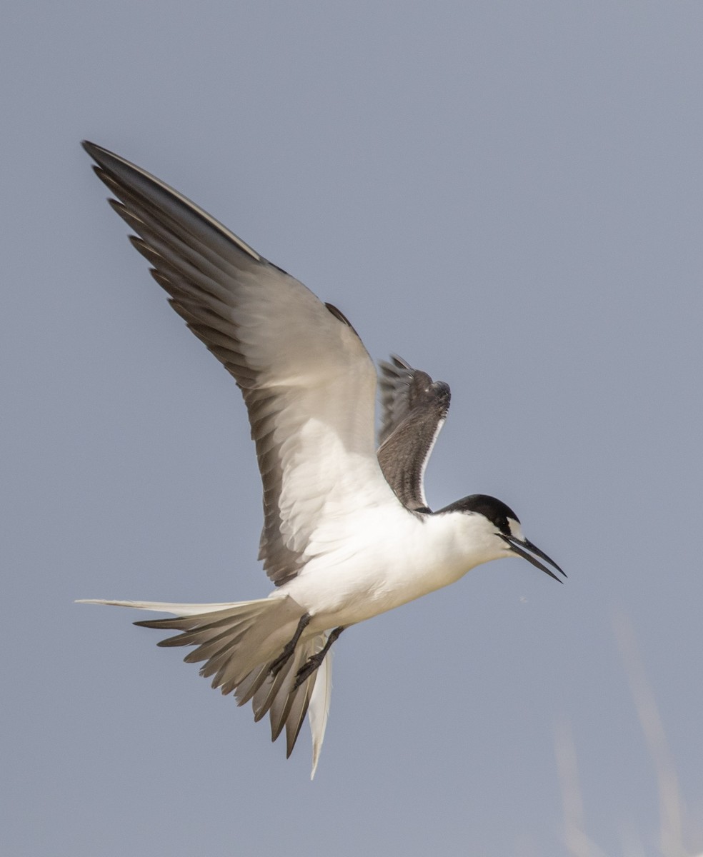 Sooty Tern - ML644296041