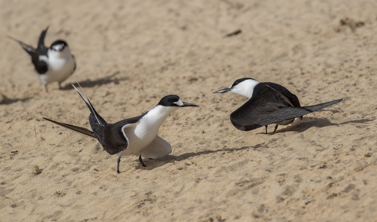 Sooty Tern - ML644296042