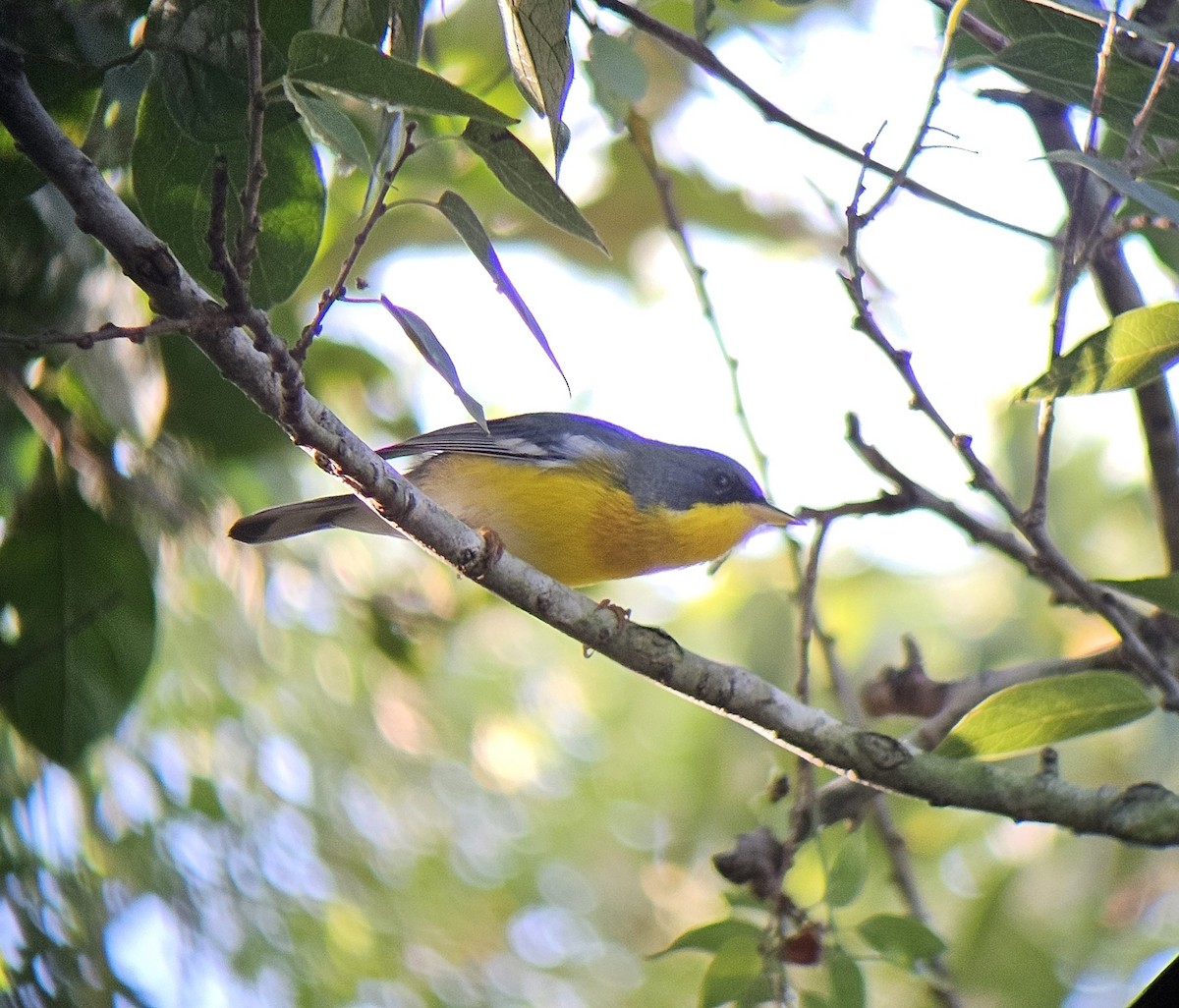 Tropical Parula - ML644296044