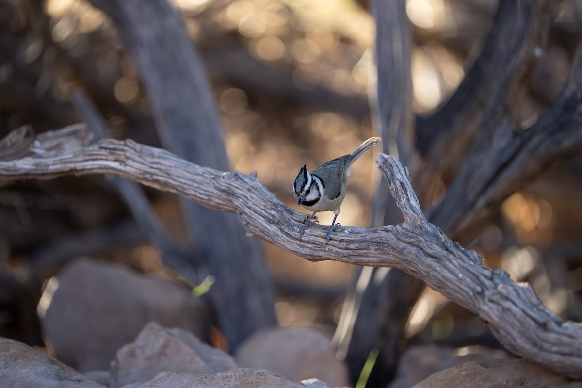 Mésange arlequin - ML644296045