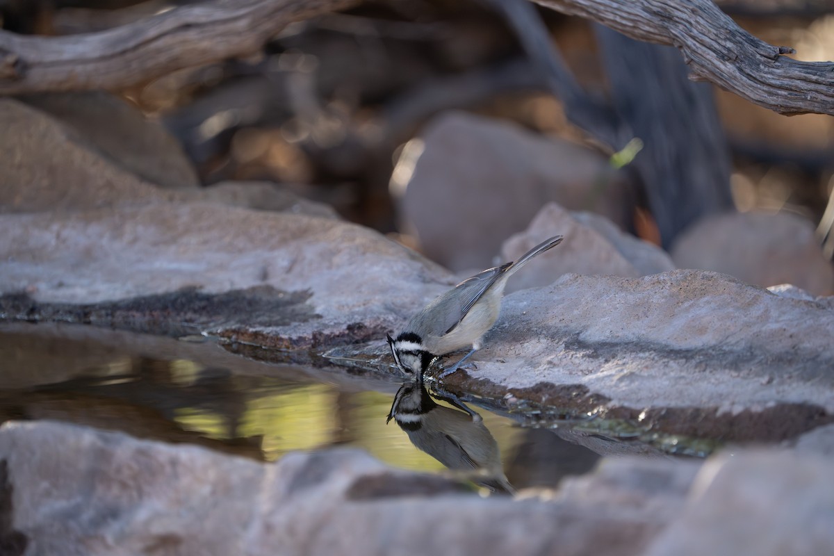 Mésange arlequin - ML644296051