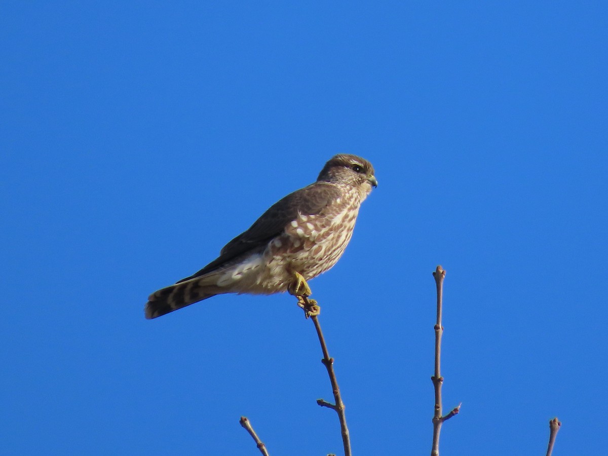 dřemlík tundrový - ML644296055