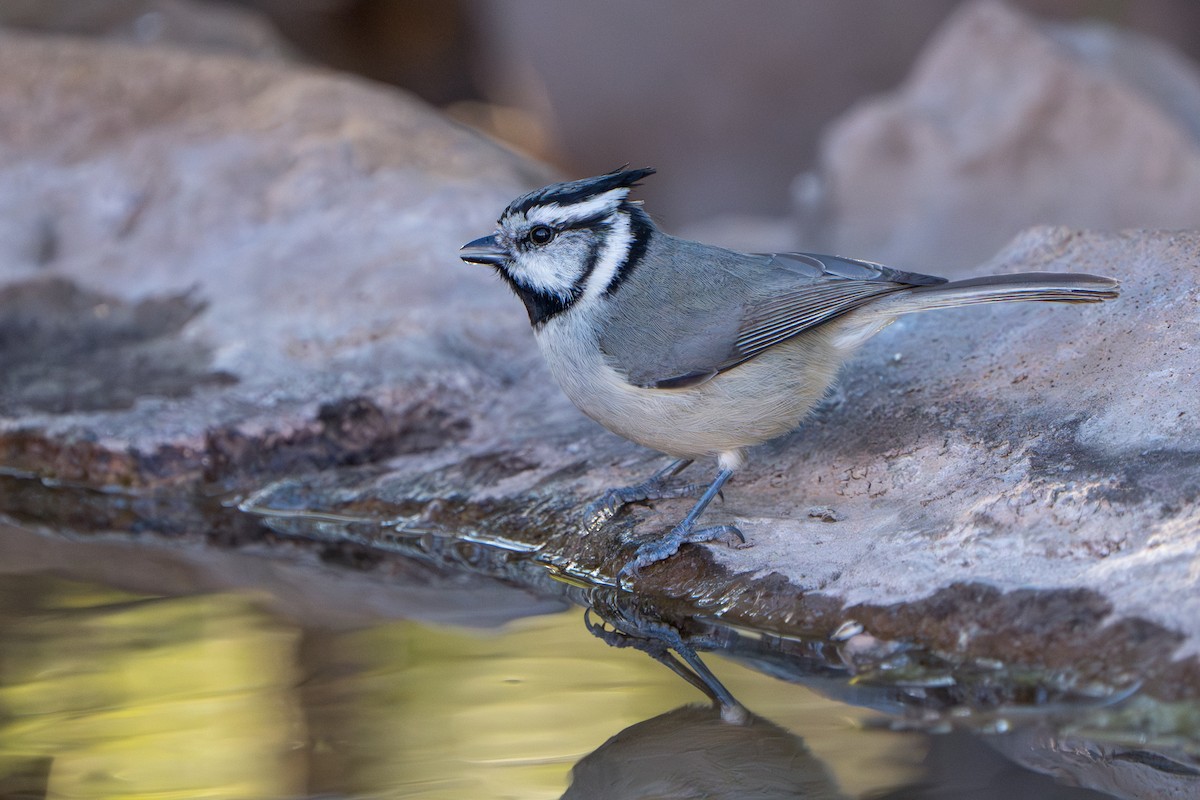 Mésange arlequin - ML644296057