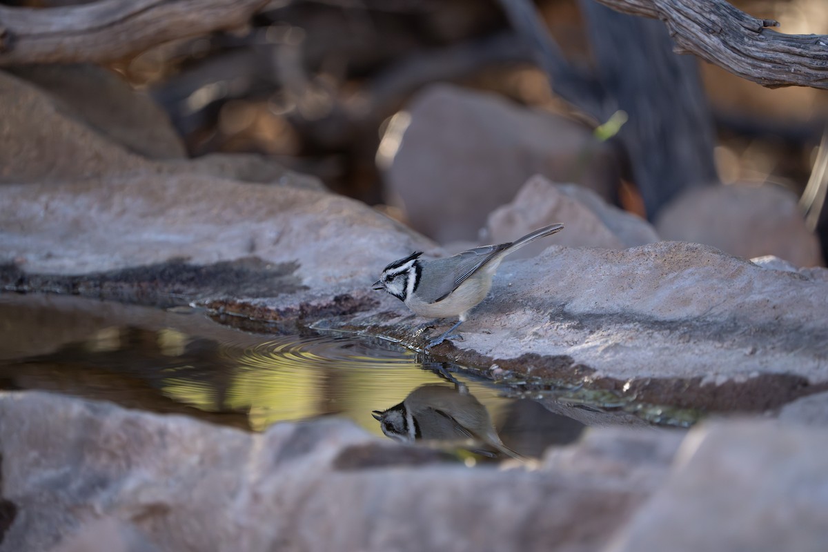 Mésange arlequin - ML644296059