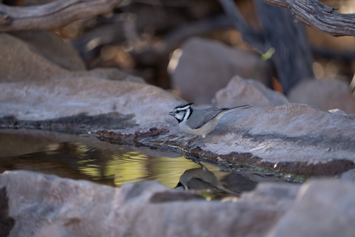 Mésange arlequin - ML644296060
