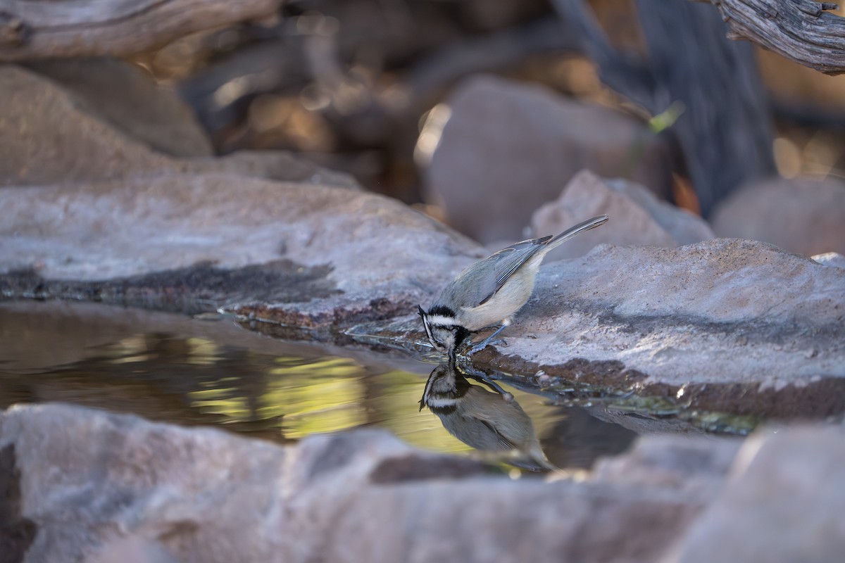 Mésange arlequin - ML644296061